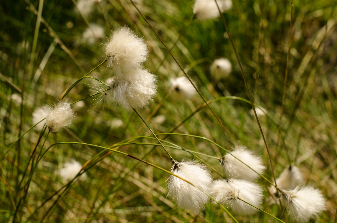 hares tail cotton grass - Wollgrassblüten