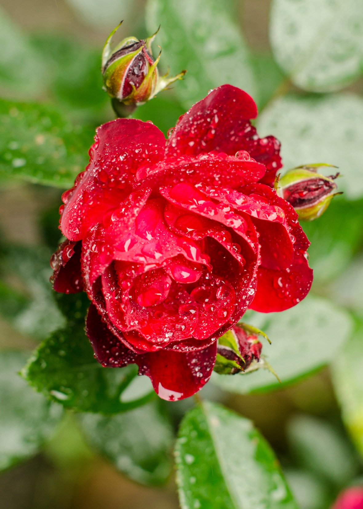 deep red garden rose sprinkled with rain