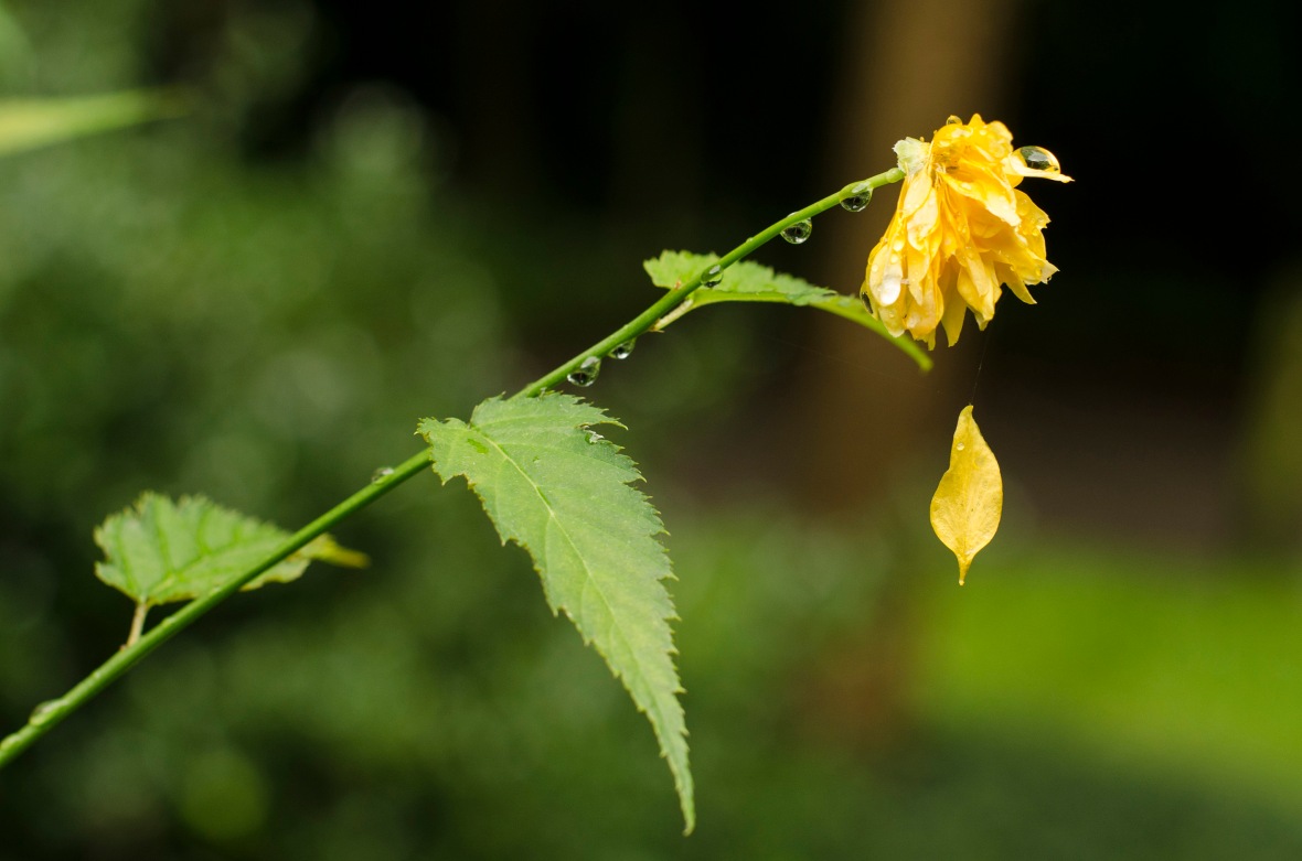 yellow blossom in the rain with a leaf on a spider thread